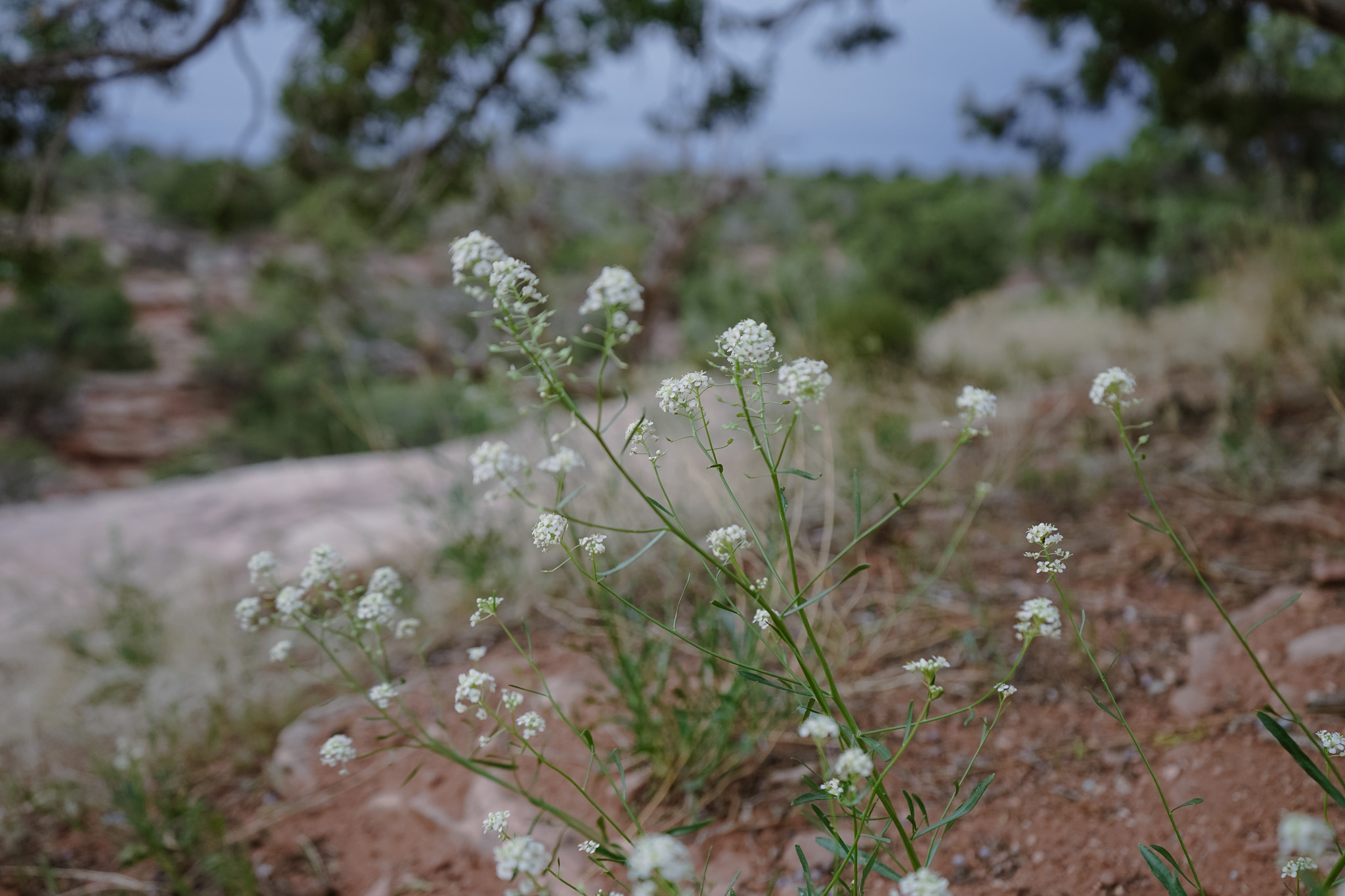 healthy living, nutrition coach, personal trainer, sustainable weight loss