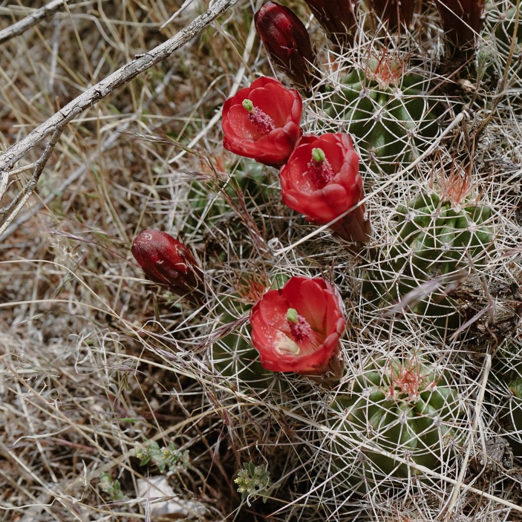 st louis personal trainer